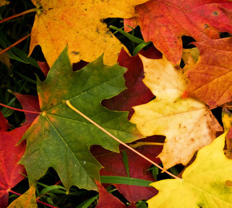 Autumn Candles and Colours