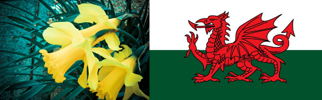 Shining a light on a traditional Welsh party.